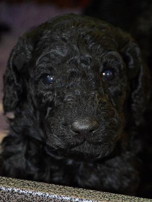 boy puppy