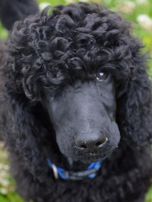 PEPPER/SAGA PUPPIES