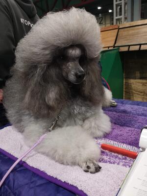 Pedigree Kc Registered Miniature Poodle Puppies In Redditch Worcestershire Born 24 12 20