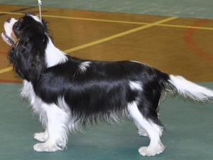 Champion Stonepit believe in angels