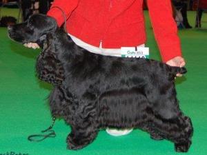 Freddie Crufts 2013