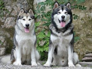 Grandsire & Granddam