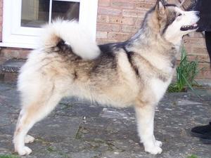 Sire: Freezefactor king of Bling