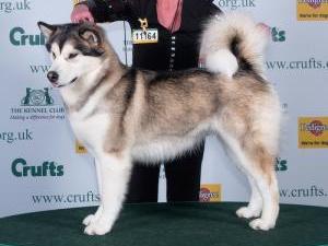 Best Of Breed @ Crufts