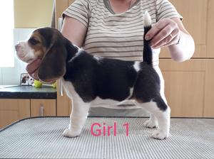 Girl 1 available