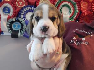 Puppy