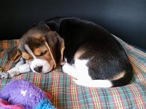 Bitch puppy available