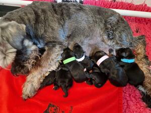 Mum with Puppies