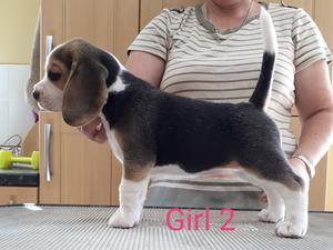 Girl 2 available