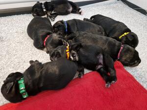 Puppies