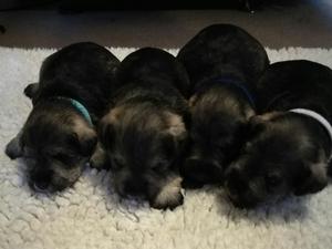 Boy puppies