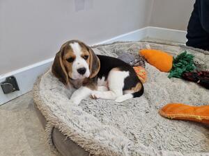 Girl Puppy