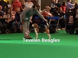 LEWIS - Best in Show