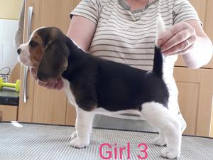 Girl 3 available