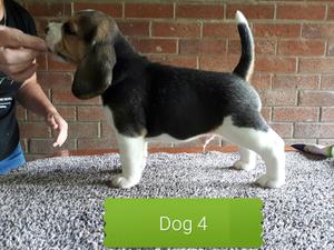 Boy puppy