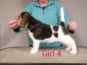 Girl puppy