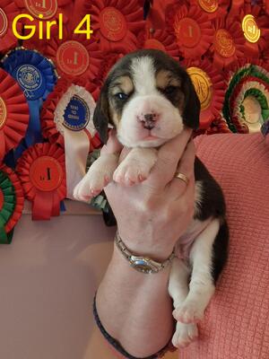 Girl Puppy