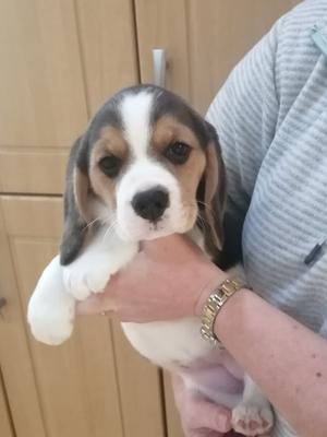 Girl puppy