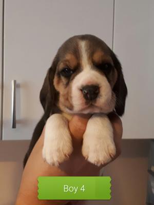 Boy puppy