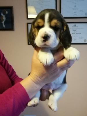 Boy puppy