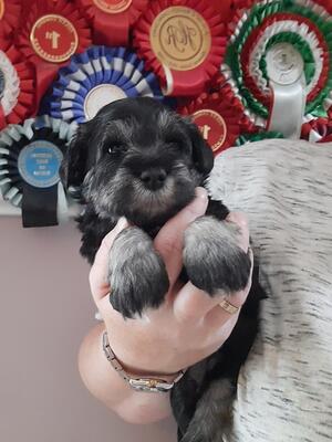 Girl Puppy