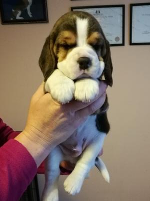Boy puppy