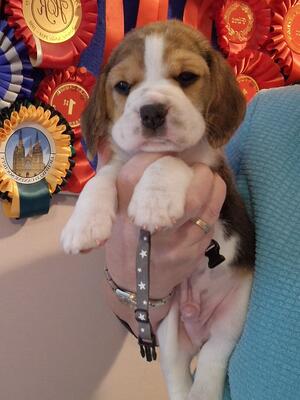 Boy Puppy
