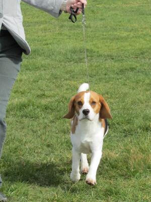 Boycie on the move