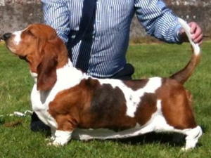 Champion Kinleebrae Guinevere