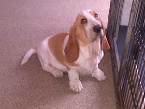 available puppy