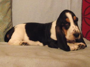 boys at 12 weeks