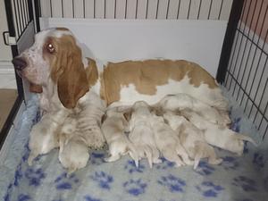 mum and babies, 10 days old.