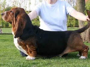 Huggy owned by Mr P Freer