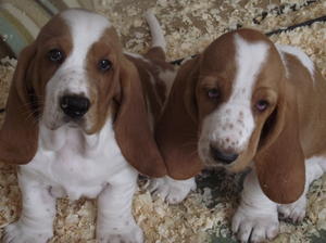 girls age 7 weeks