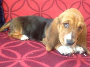 8 weeks