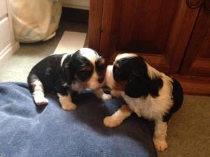 Sisterly love at 3wks