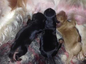 Puppies - 1 day