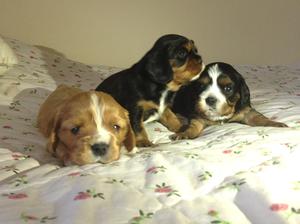 Puppies - 3wks
