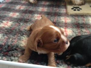 Ruby Girl - Eyes open at 2wks
