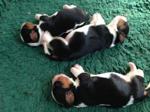 Pups at 1wk