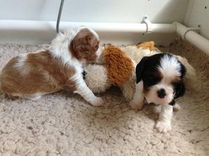 Toddling at 3 wks