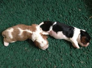 Pups at 1 wk old