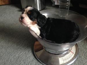Think it's time to move up to the big scales !