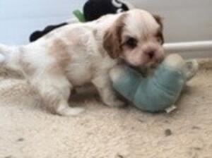 Little Boy