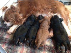 Puppies thriving at 2wks