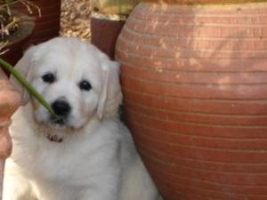 Oxo a puppy from her previous litter