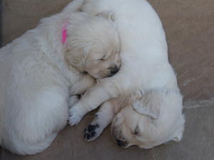 Now six weeks old