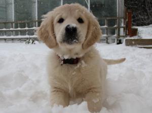 Holly 12 weeks