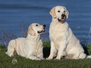 Layla and Flash