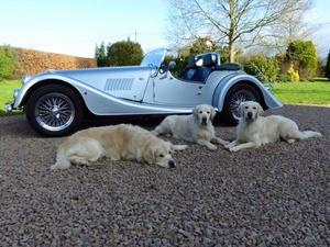 Misty with two of her progeny Oxo and Maya